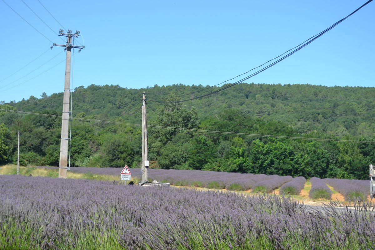 20130731 - 476 Goudargues Aller Lavande.JPG