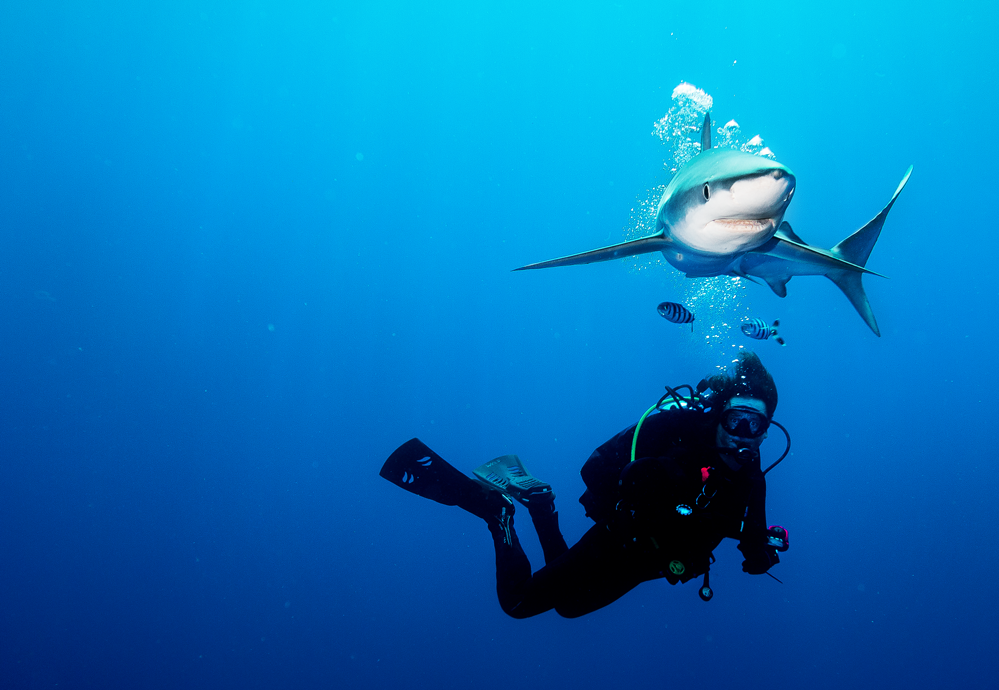 Blueshark Azores