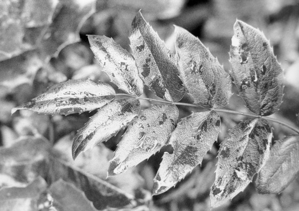 wet leaves