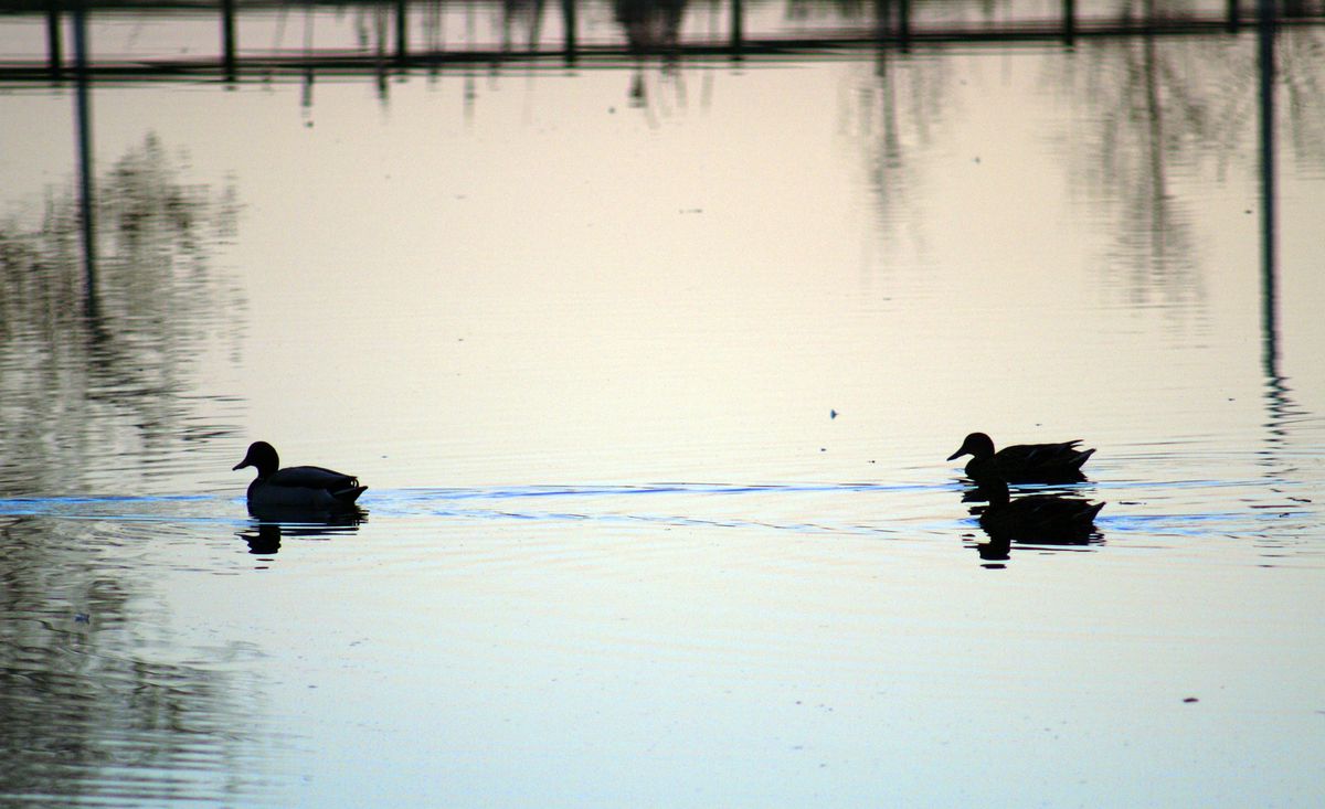 Xarco dos patos 2 / Duck pond 2