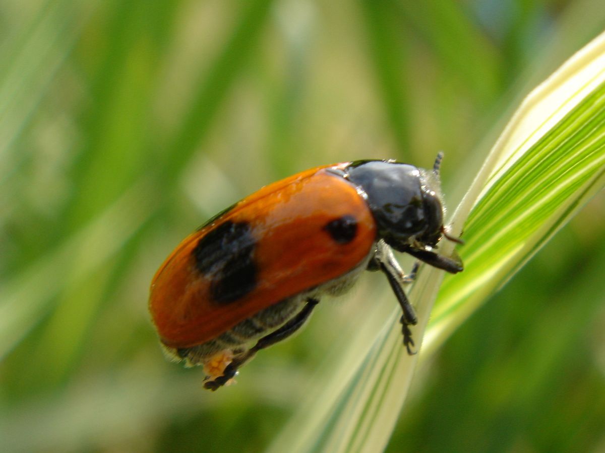 Insecte dans l'herbe pris avec la fonction loupe de mon Sony DSC-T1