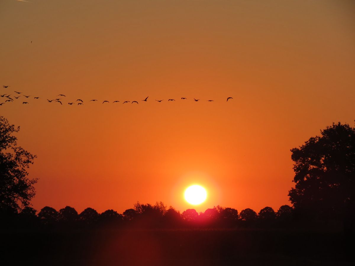 Op een mooie nazomerse morgen wilde ik op de fiets stappen om naar school te gaan toen ik dit zag. Ik ben weer naar binnen gerend om de camera te pakken. De vogels waren de perfecte toevoeging aan deze prachtige zonsopgang.