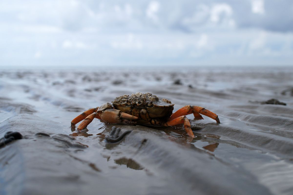 north sea - Wattenmeer