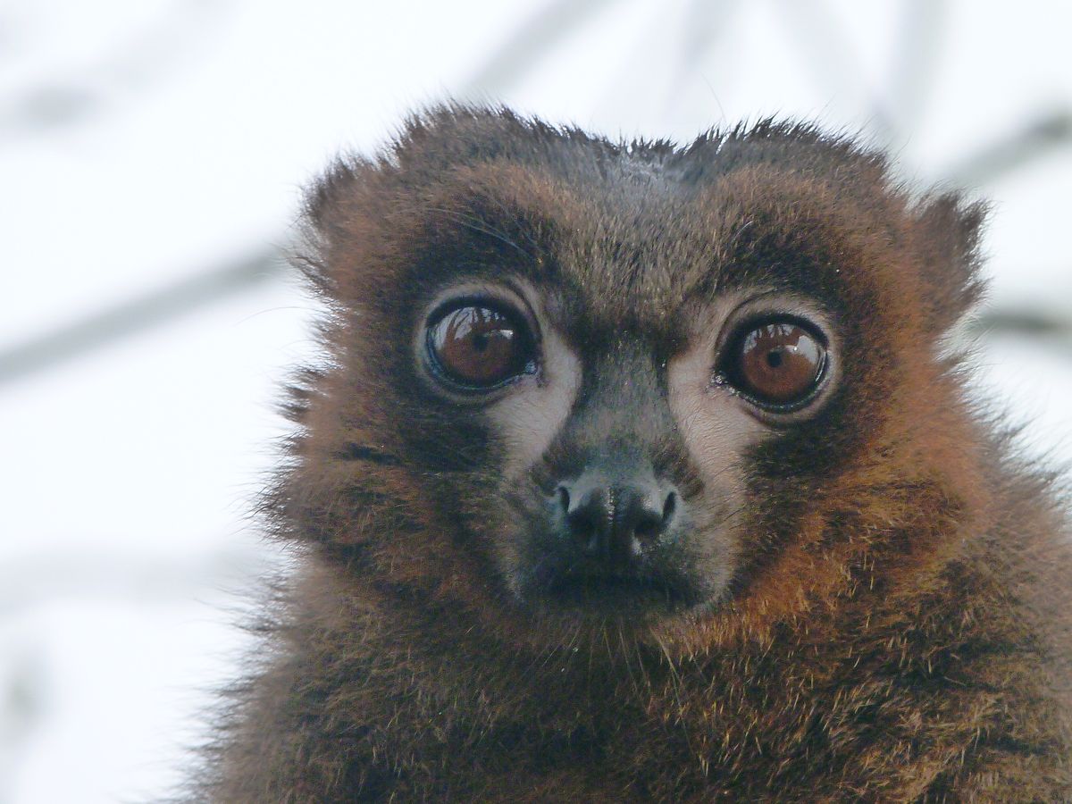 For a split second this lemur stared into my camera lens, just long enough for me to capture his deep, round, wonderful eyes and his shing little nose. 