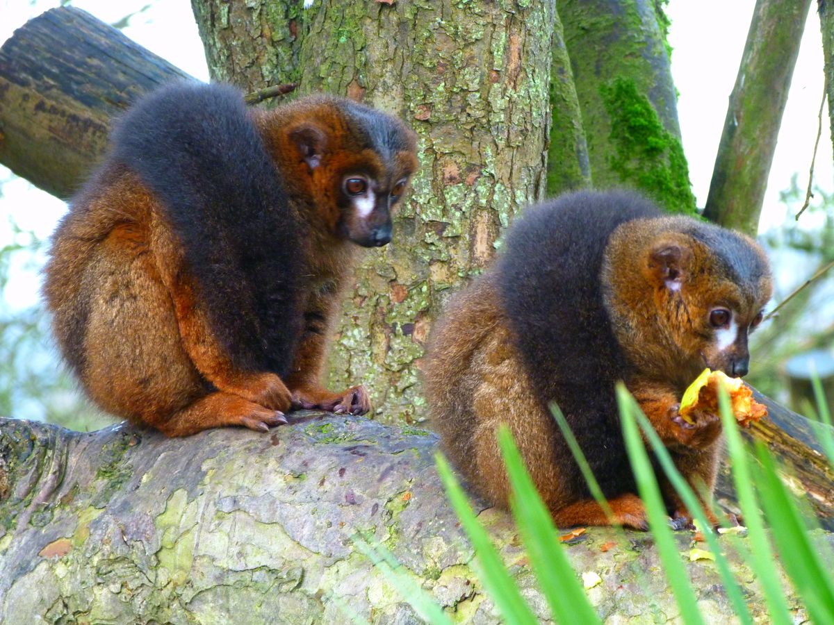 On a freezing cod morning, I was pleased to get a picture of one lemur wrapping himself in his own tail...then another came along and did the same!