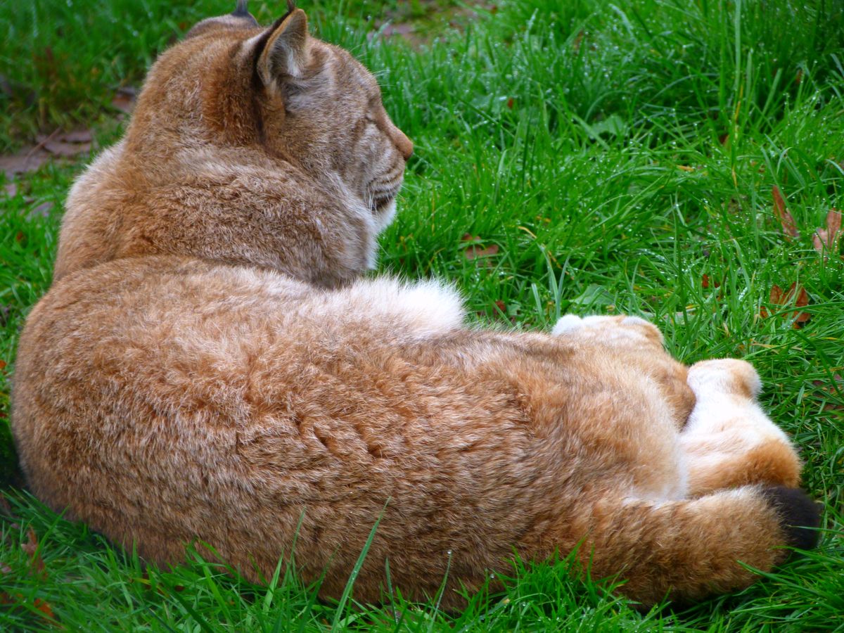 This northern lynx didn't seem aware of the freezing cold ground.  The grass had been covered in frost minutes before but the crystals were just turning to water droplets which can be seen still hanging onto the blades.