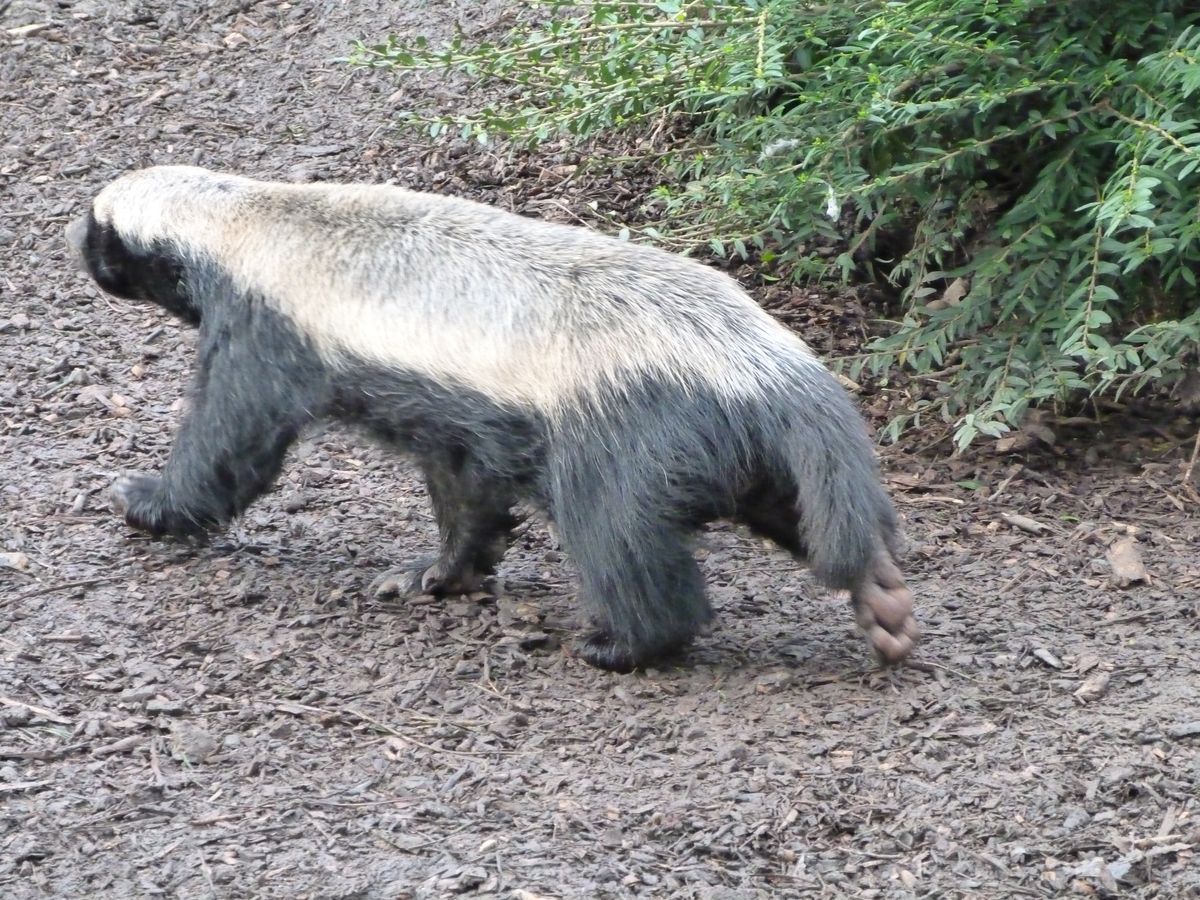 This Honey Badger just would not keep still! He zoomed around his enclosure - I was pleased to get this shot (amongst many failures) of him running past, showing his colouring, fur, tail, feet pads and huge, digging claws. 