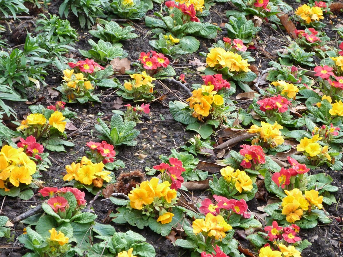 Vast swathes of planted polyanthus, in rows of alternating red and yellow, geometrically designed to perfection by the gardener. But nature fights against this regimental planting, throwing her twigs, leaves and beech nut casings at the display, as though having the last word. 