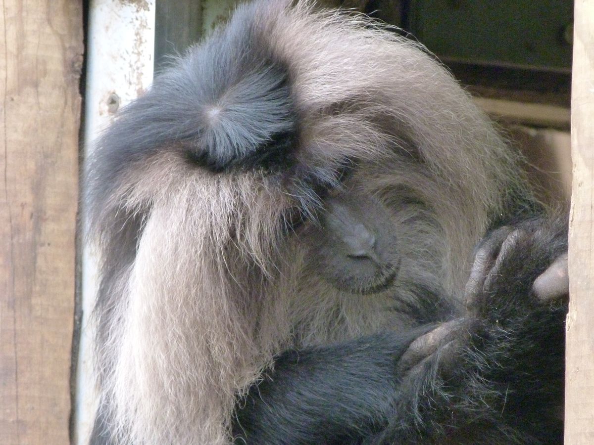 This gorgeous Long Tailed Macaque sat casually in his little doorway inspecting his feet, while his friends were outside playing. 