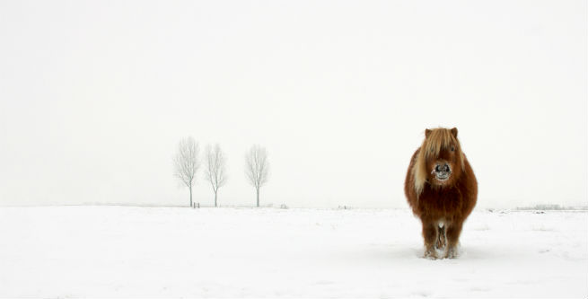 8 Gert Van Den Bosch_Netherlands_Winner_Open_Nature& Wildlife_2014.jpg 8 Gert Van Den Bosch_Netherlands_Winner_Open_Nature& Wildlife_2014.jpg
