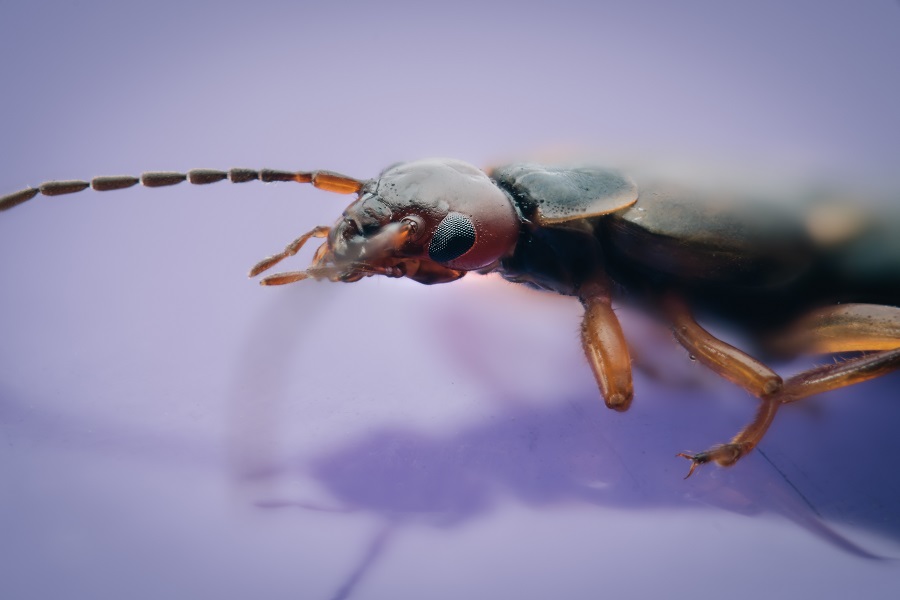 a7rii_EuropeanEarwig_1_RESIZED.jpg