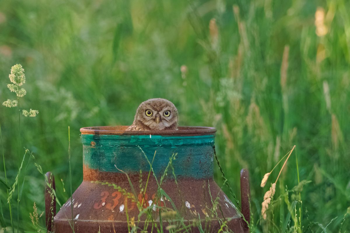Deze jonge steenuil kwam in de melkbus een kijkje nemen