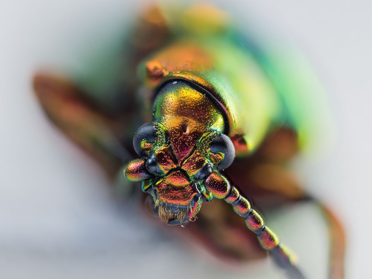 Warrior Beetle