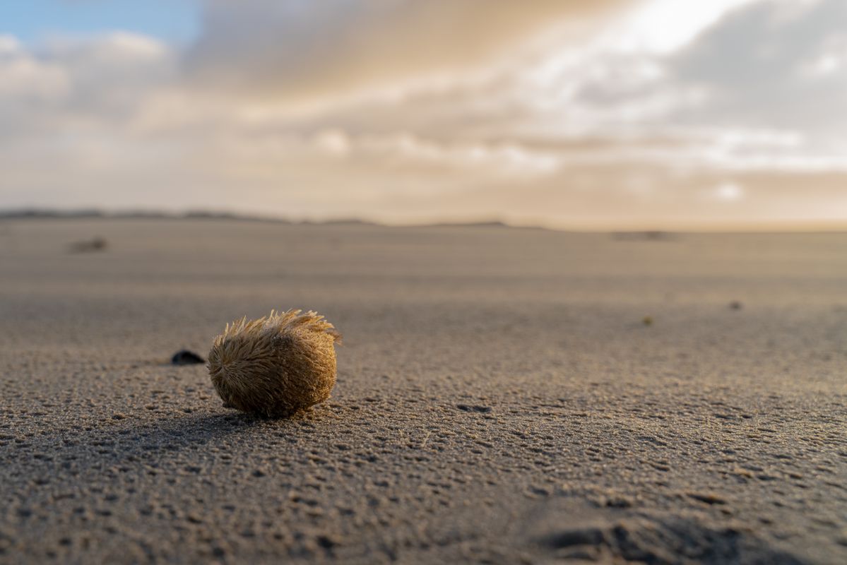 ameland 12.jpg