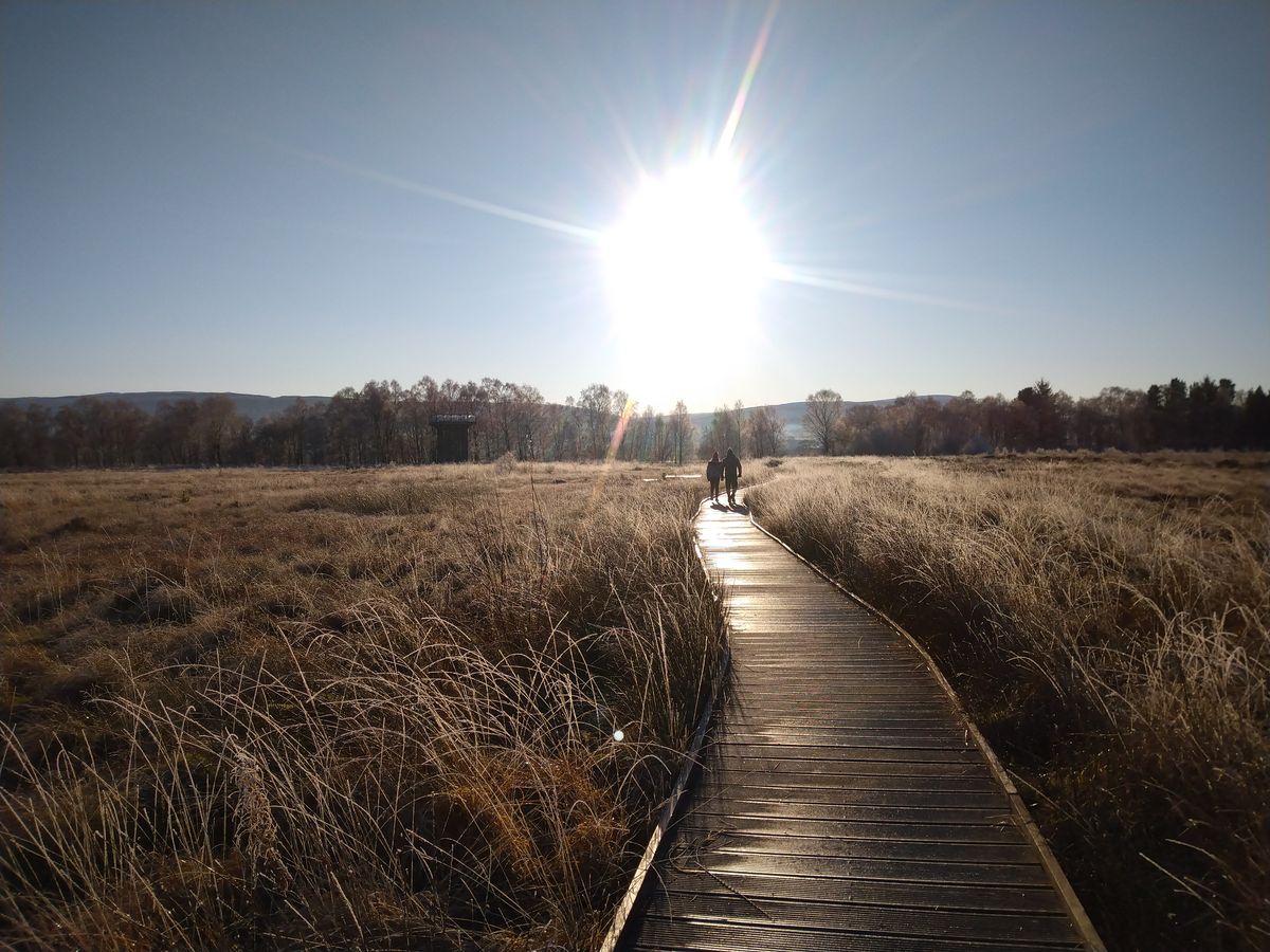 The Sunny Boardwalk