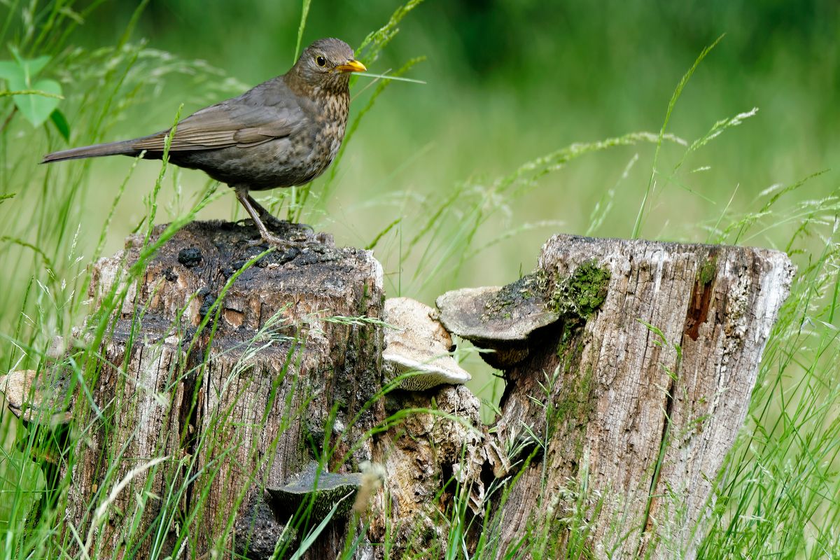 Dass die Amselmännchen schwarz sind,  ist allgemein bekannt. Aber die Amselweibchen sehen in ihrem braun gefleckten Federkleid anderen Drosselarten zum Verwechseln ähnlich.