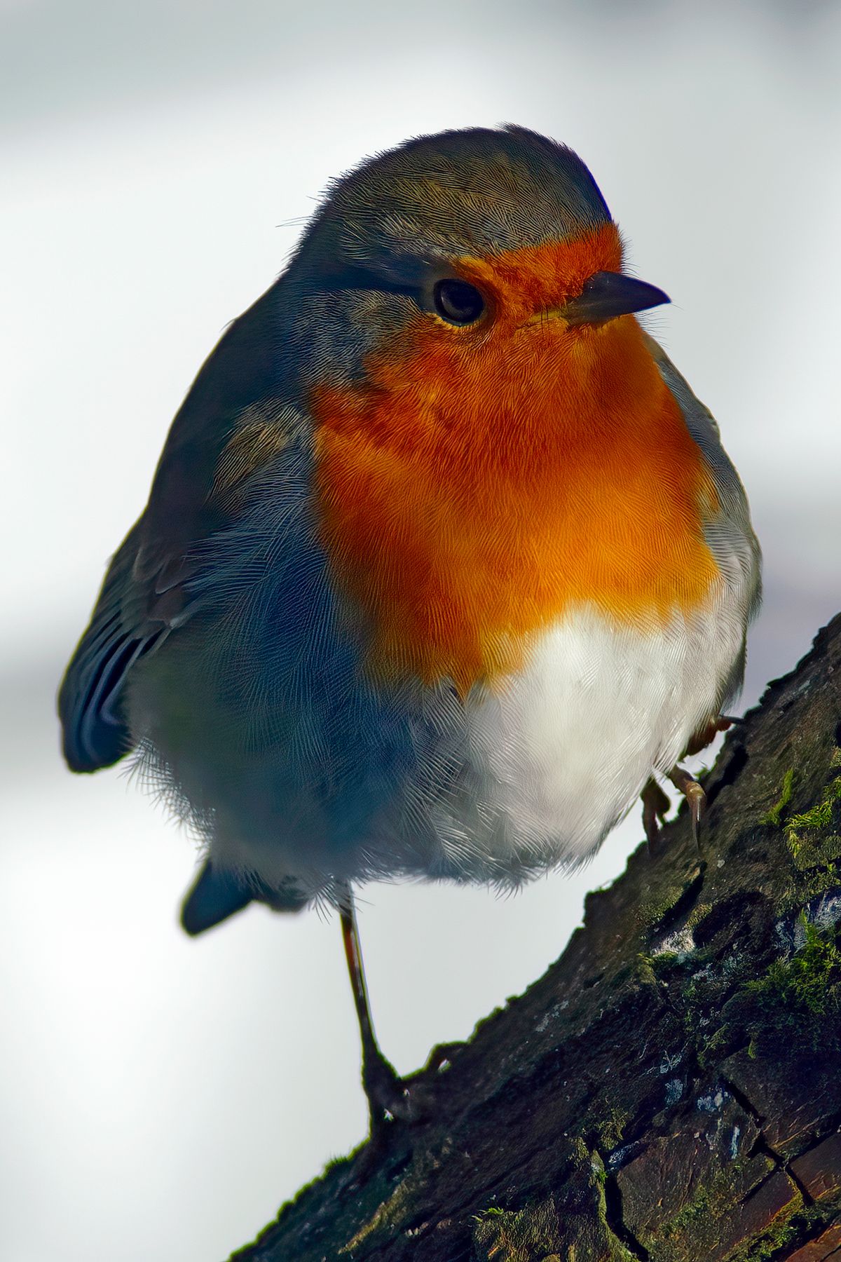 Das Rotkehlchen ist an seiner orangefarbenen Brust leicht zu erkennen. Exif-Daten: Sony ILCA-99M2, Minolta 4.5/400mm APO, plus Minolta-Telekonverter 1,4x APO, Brennweite: 560mm, -A-, +/- : - 1 EV, Verschlusszeit: 1/2000s, Blende: 7.1, ISO 400