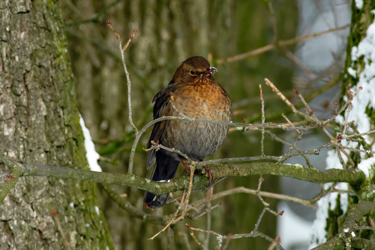 Ein Amsel Weibchen, bin mir aber nicht zu 100 Prozent sicher