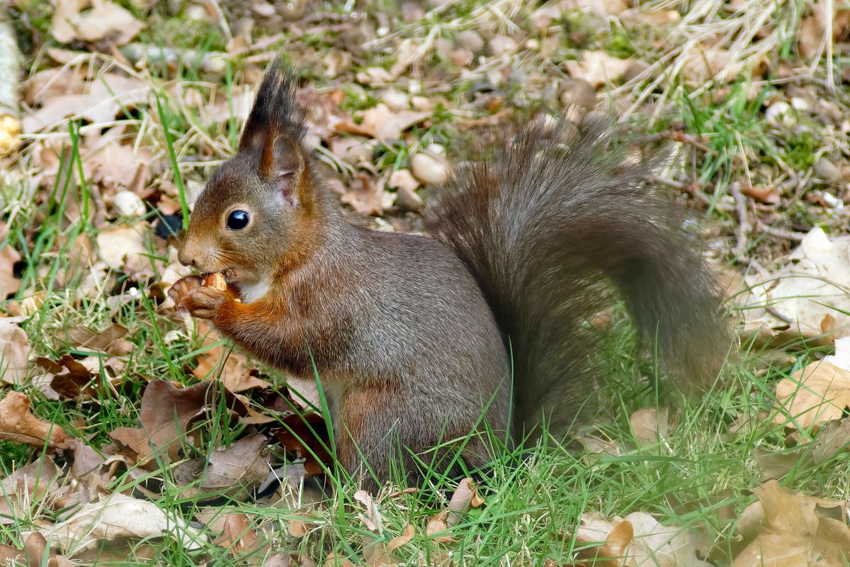 Die Typisch Farben des Eichhörnchen sind rote Farbtöne mit bräunlichen Nuancen, aber es gibt auch graue und schwarze Eichhörnchen oder Kombinationen aus diesen Farben.