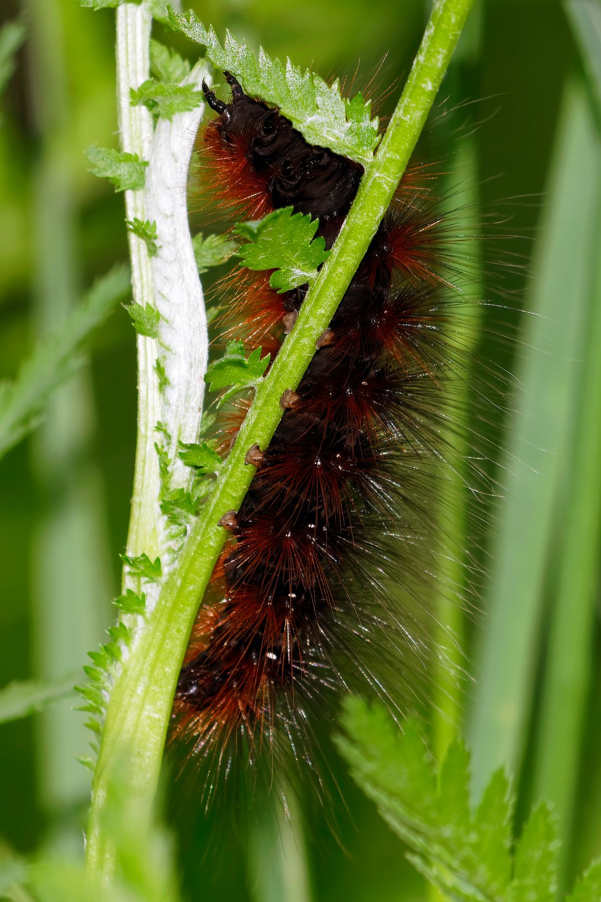 Die Raupe des Braune Bär (Arctia caja). Der Braune Bär ist ein Schmetterling / Nachtfalter.