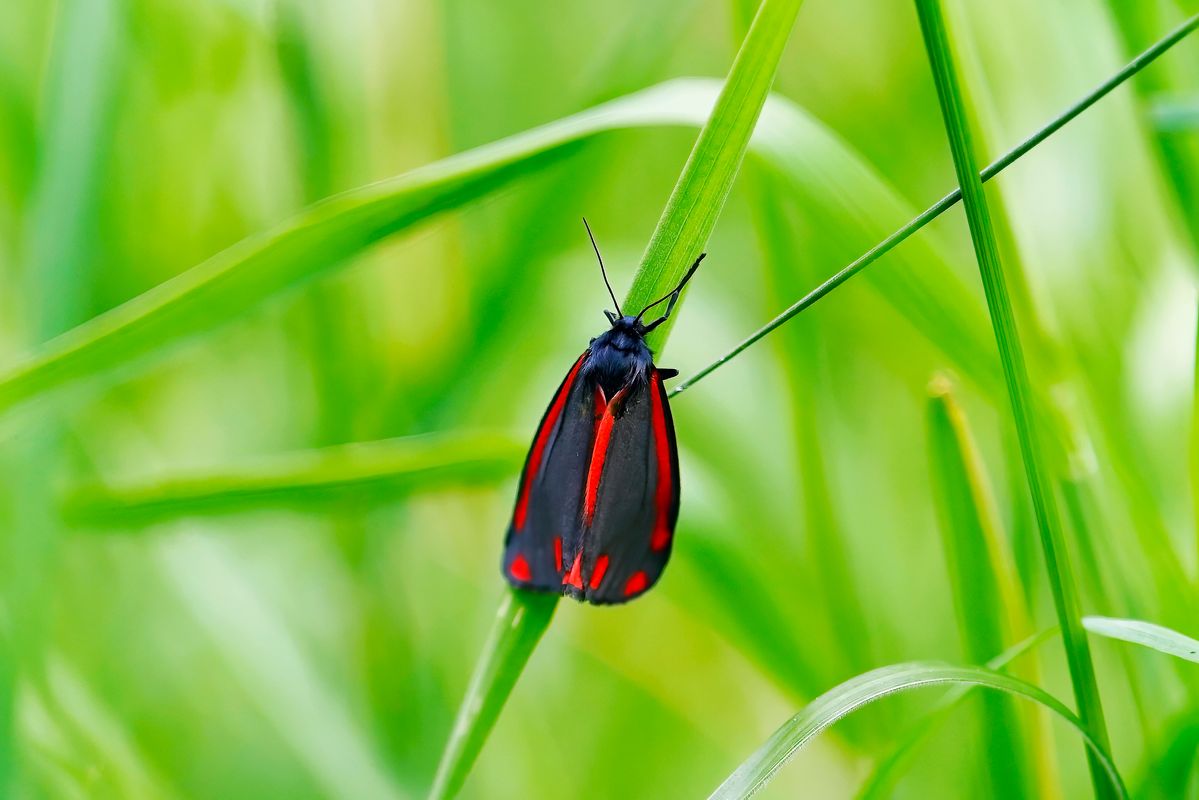 Der Blutbär auch Jakobskrautbär genannt, der Wissenschaftlicher Name laut: Tyria jacobaeae