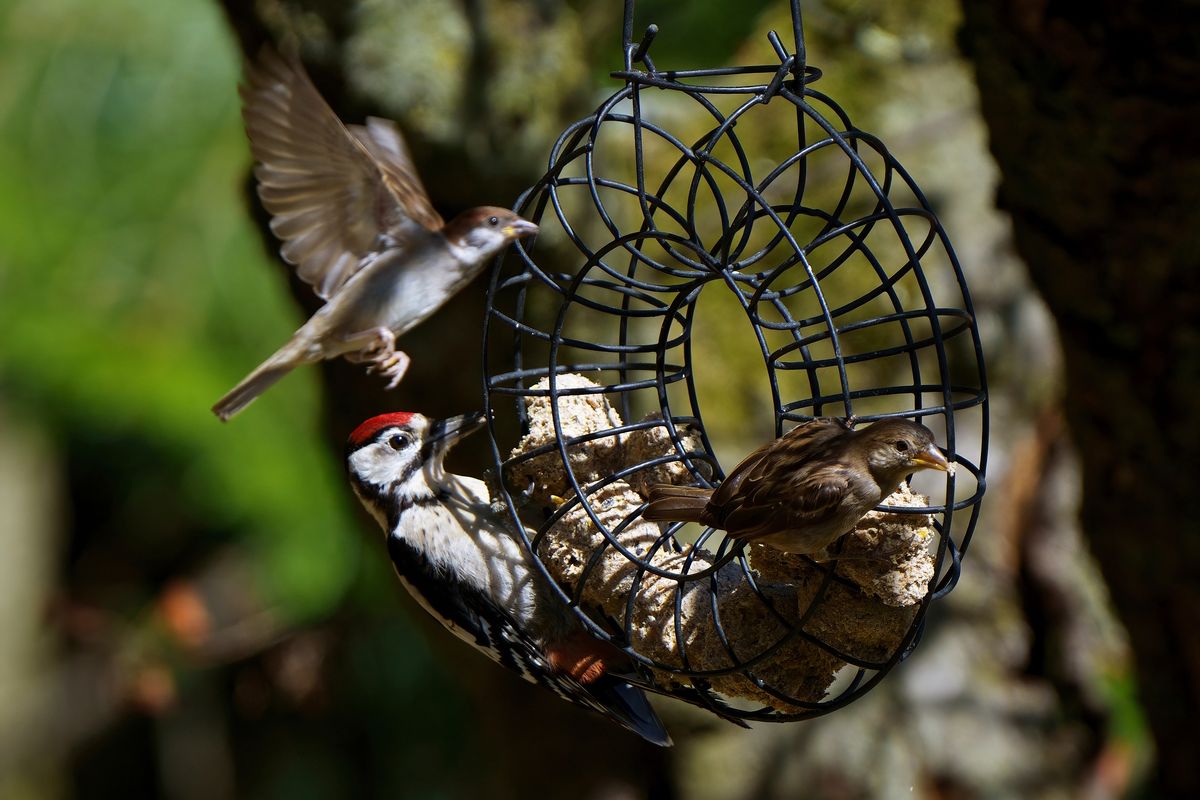 Ein Haussperling auf einen Futterring wo sich schon ein Sperling und ein Buntspecht befinden.