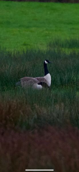 IMG_7100.jpeg