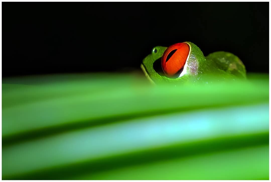 Une belle grenouille aux yeux rouges